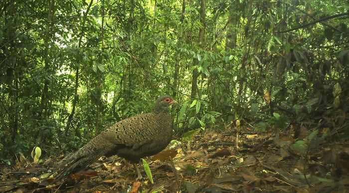 Peek Into The Wild: Crazy Creatures Spotted In This Secret Forest!