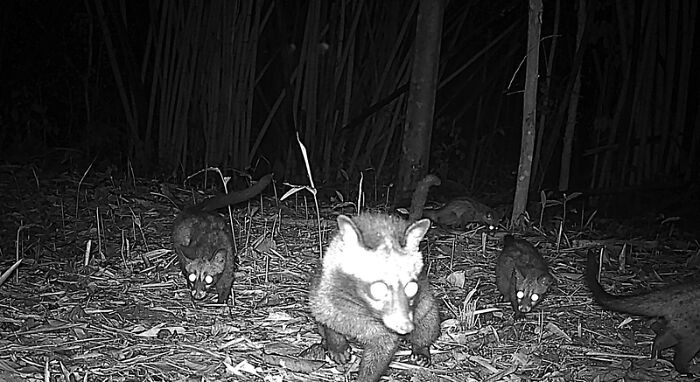 Peek Into The Wild: Crazy Creatures Spotted In This Secret Forest!