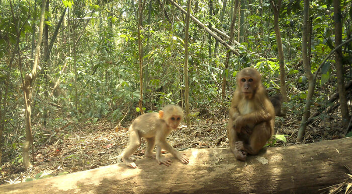 Peek Into The Wild: Crazy Creatures Spotted In This Secret Forest!