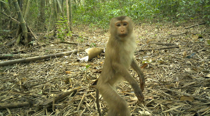 Peek Into The Wild: Crazy Creatures Spotted In This Secret Forest!