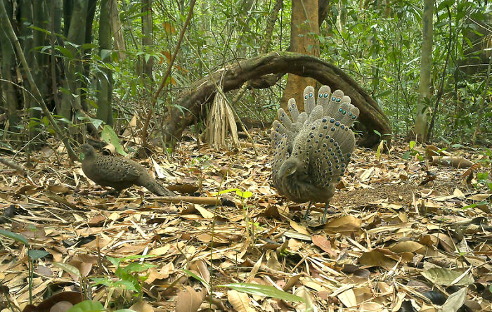 Peek Into The Wild: Crazy Creatures Spotted In This Secret Forest!