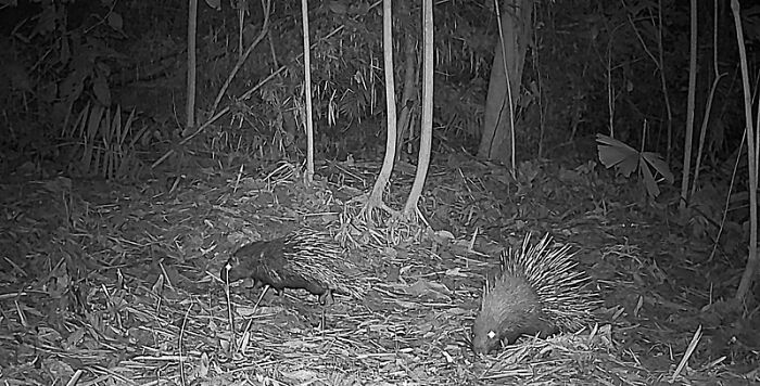 Peek Into The Wild: Crazy Creatures Spotted In This Secret Forest!