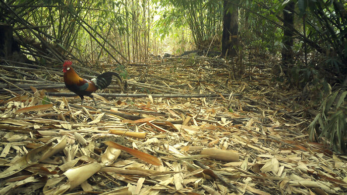 Peek Into The Wild: Crazy Creatures Spotted In This Secret Forest!