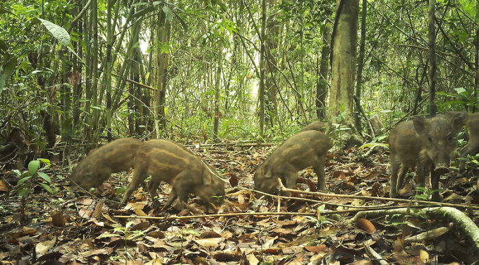 Peek Into The Wild: Crazy Creatures Spotted In This Secret Forest!