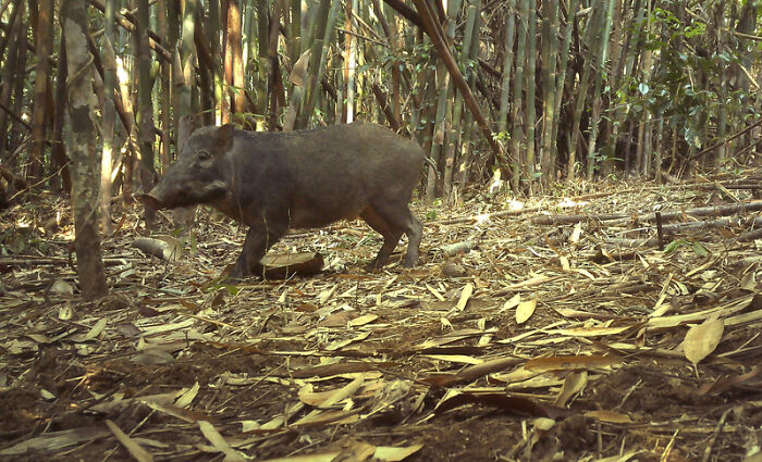 Peek Into The Wild: Crazy Creatures Spotted In This Secret Forest!