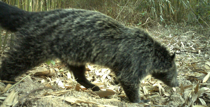 Peek Into The Wild: Crazy Creatures Spotted In This Secret Forest!