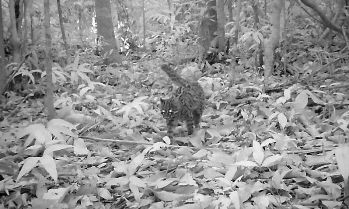 Peek Into The Wild: Crazy Creatures Spotted In This Secret Forest!