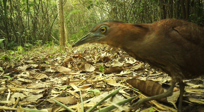 Peek Into The Wild: Crazy Creatures Spotted In This Secret Forest!