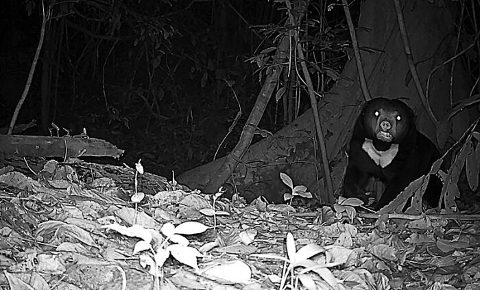 Peek Into The Wild: Crazy Creatures Spotted In This Secret Forest!
