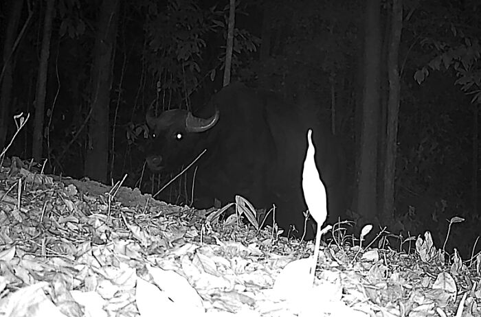 Peek Into The Wild: Crazy Creatures Spotted In This Secret Forest!