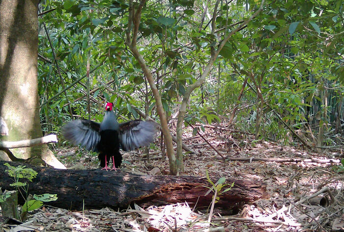 Peek Into The Wild: Crazy Creatures Spotted In This Secret Forest!