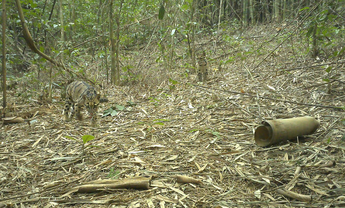 Peek Into The Wild: Crazy Creatures Spotted In This Secret Forest!