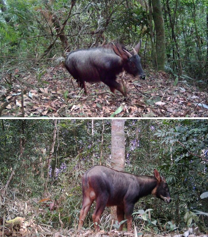 Peek Into The Wild: Crazy Creatures Spotted In This Secret Forest!