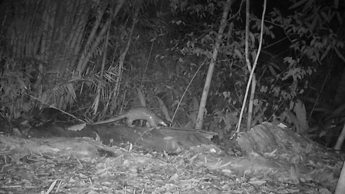 Peek Into The Wild: Crazy Creatures Spotted In This Secret Forest!