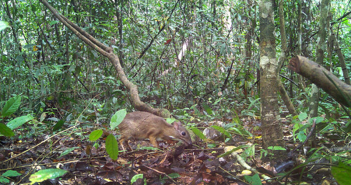 Peek Into The Wild: Crazy Creatures Spotted In This Secret Forest!