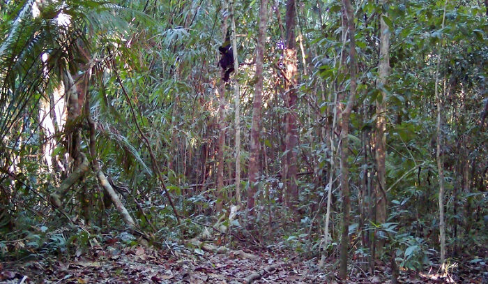 Peek Into The Wild: Crazy Creatures Spotted In This Secret Forest!