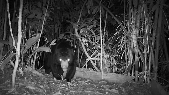 Peek Into The Wild: Crazy Creatures Spotted In This Secret Forest!