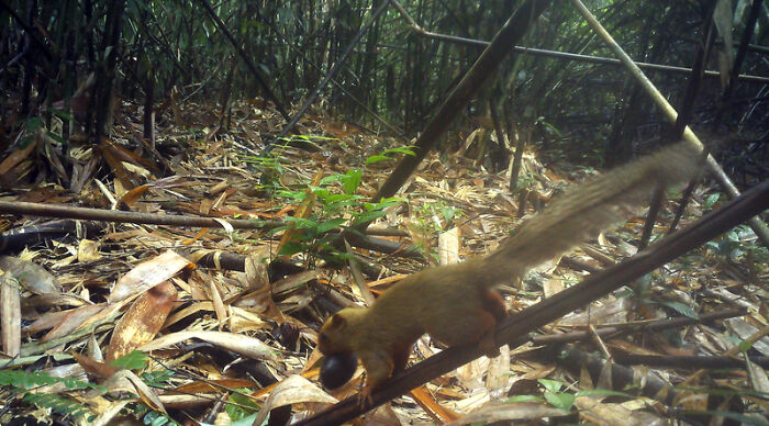 Peek Into The Wild: Crazy Creatures Spotted In This Secret Forest!