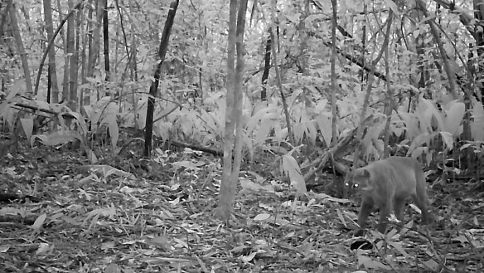 Peek Into The Wild: Crazy Creatures Spotted In This Secret Forest!