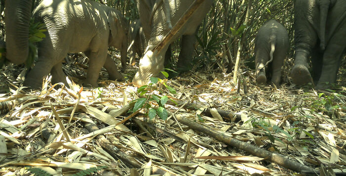 Peek Into The Wild: Crazy Creatures Spotted In This Secret Forest!
