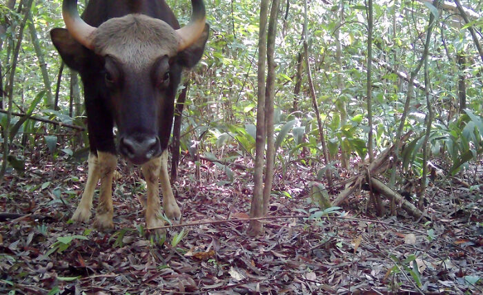 Peek Into The Wild: Crazy Creatures Spotted In This Secret Forest!