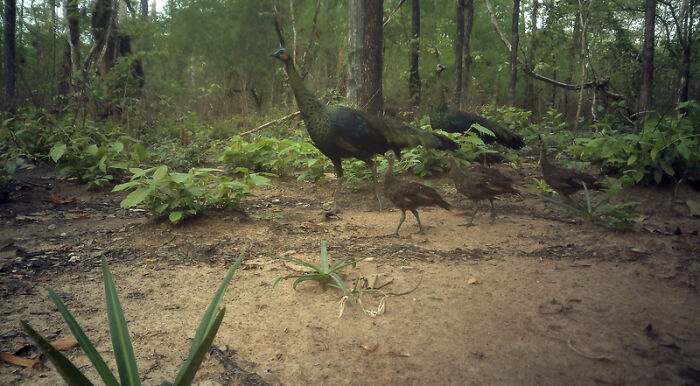 Peek Into The Wild: Crazy Creatures Spotted In This Secret Forest!
