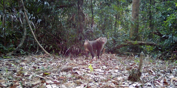 Peek Into The Wild: Crazy Creatures Spotted In This Secret Forest!