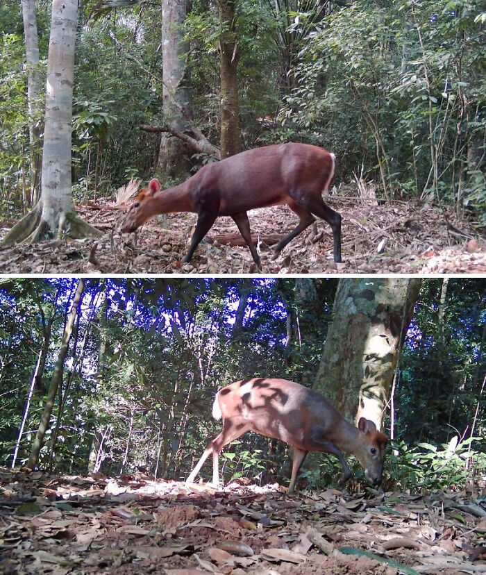 Peek Into The Wild: Crazy Creatures Spotted In This Secret Forest!