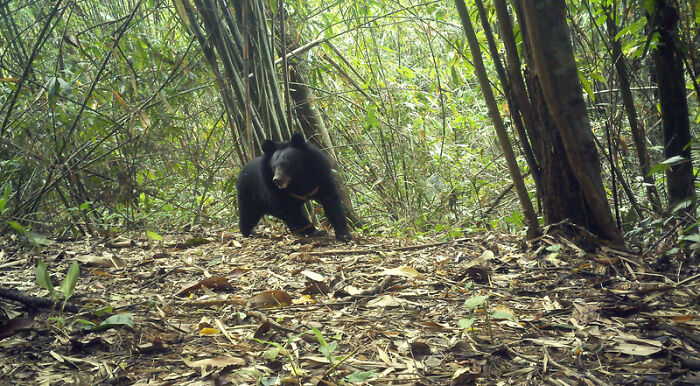 Peek Into The Wild: Crazy Creatures Spotted In This Secret Forest!