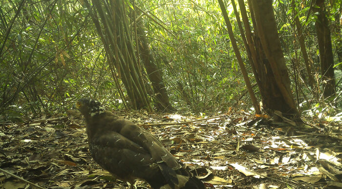 Peek Into The Wild: Crazy Creatures Spotted In This Secret Forest!