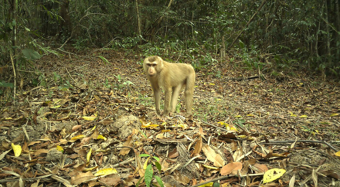 Peek Into The Wild: Crazy Creatures Spotted In This Secret Forest!