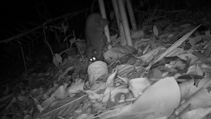 Peek Into The Wild: Crazy Creatures Spotted In This Secret Forest!