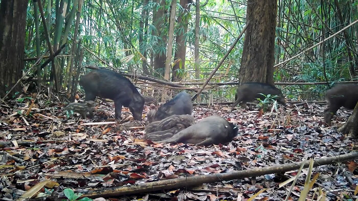 Peek Into The Wild: Crazy Creatures Spotted In This Secret Forest!