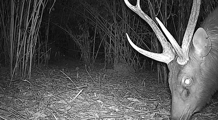 Peek Into The Wild: Crazy Creatures Spotted In This Secret Forest!