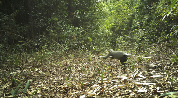 Peek Into The Wild: Crazy Creatures Spotted In This Secret Forest!