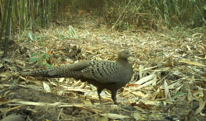 Peek Into The Wild: Crazy Creatures Spotted In This Secret Forest!