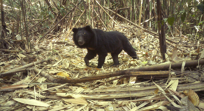 Peek Into The Wild: Crazy Creatures Spotted In This Secret Forest!
