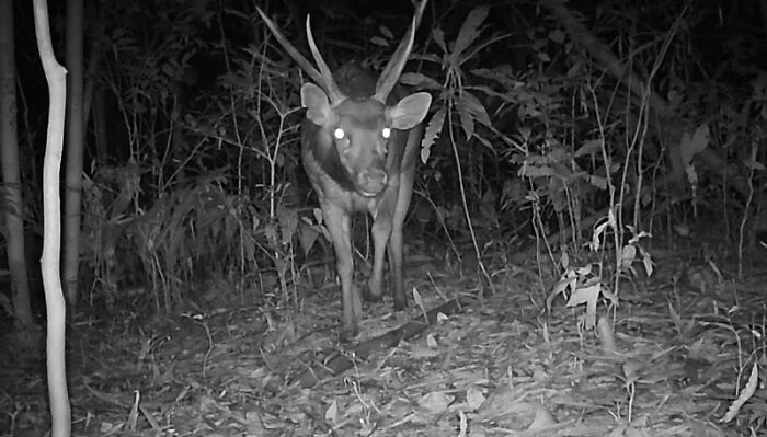 Peek Into The Wild: Crazy Creatures Spotted In This Secret Forest!