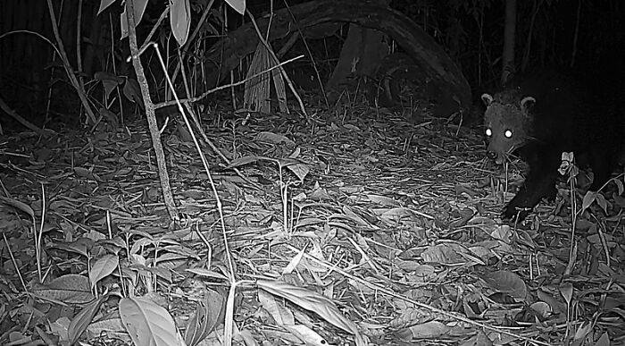 Peek Into The Wild: Crazy Creatures Spotted In This Secret Forest!