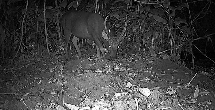 Peek Into The Wild: Crazy Creatures Spotted In This Secret Forest!