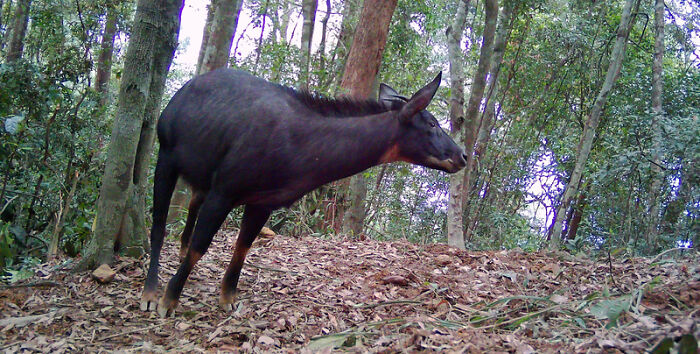 Peek Into The Wild: Crazy Creatures Spotted In This Secret Forest!