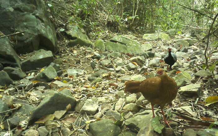 Peek Into The Wild: Crazy Creatures Spotted In This Secret Forest!