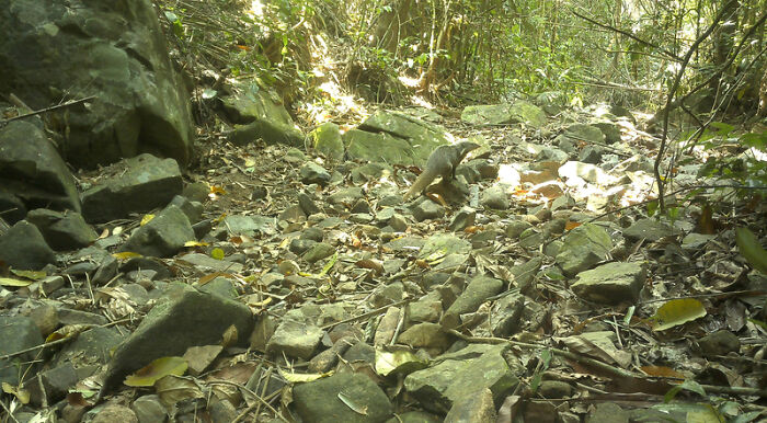 Peek Into The Wild: Crazy Creatures Spotted In This Secret Forest!
