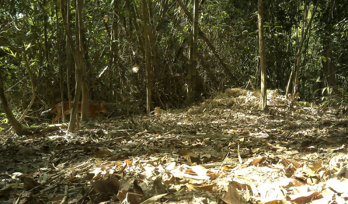 Peek Into The Wild: Crazy Creatures Spotted In This Secret Forest!
