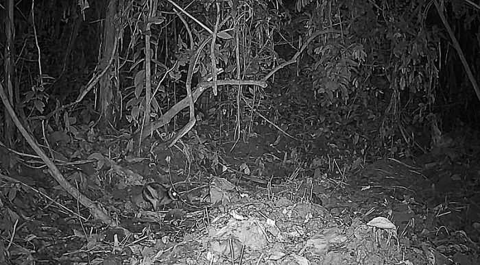 Peek Into The Wild: Crazy Creatures Spotted In This Secret Forest!