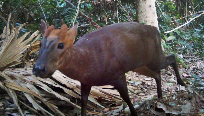 Peek Into The Wild: Crazy Creatures Spotted In This Secret Forest!