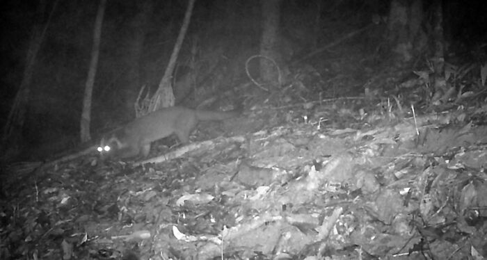 Peek Into The Wild: Crazy Creatures Spotted In This Secret Forest!
