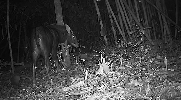 Peek Into The Wild: Crazy Creatures Spotted In This Secret Forest!
