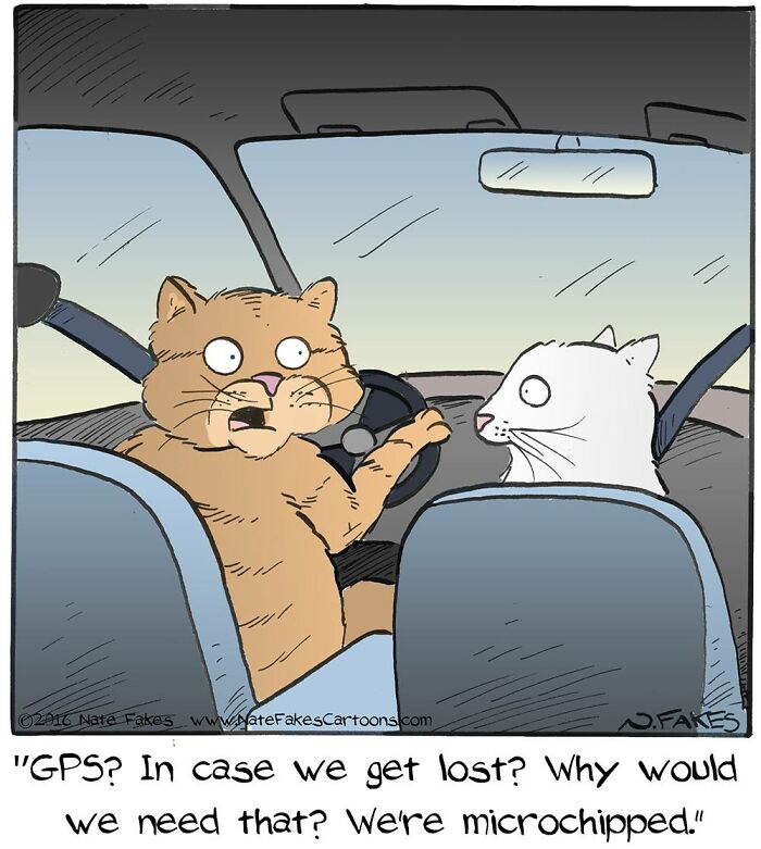 31 Hilarious Cat Comics That Show Our Furry Friends Are Total Weirdos