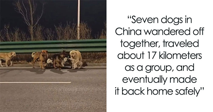25 Animal Stories That Will Totally Melt Your Heart